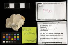 Foto (Objekt + Etiketten) von Pithonoton cf. rusticum (Patrulius, 1966) 